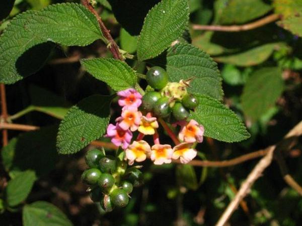 Fleurs de poivrier